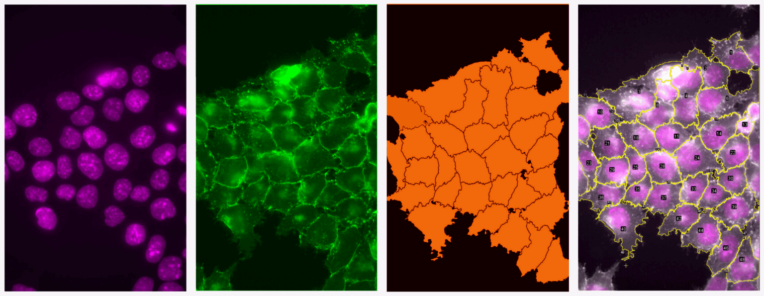 OIC COURSE “Microscopic Image Analysis: From Theory to Practice”OIC COURSE “Microscopic Image Analysis: From Theory to Practice”